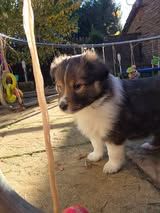 Abracadabra magia du Fief Des Petits Crunchis