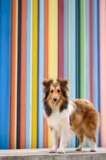 Voltali blonde du Fief Des Petits Crunchis