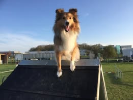 Lucy fair tawny du Fief Des Petits Crunchis