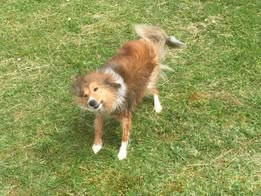 Lucy fair tawny du Fief Des Petits Crunchis