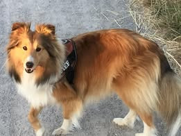 Lucy fair tawny du Fief Des Petits Crunchis