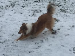 Lucy fair tawny du Fief Des Petits Crunchis