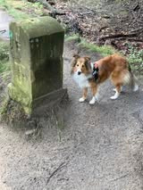 Lucy fair tawny du Fief Des Petits Crunchis