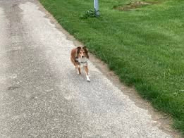 Lucy fair tawny du Fief Des Petits Crunchis