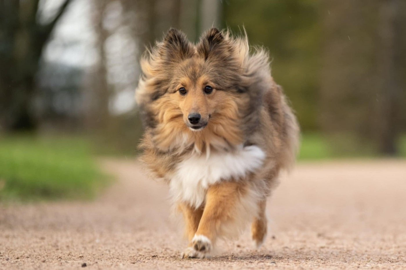 Valkyrie apocalypse du Fief Des Petits Crunchis