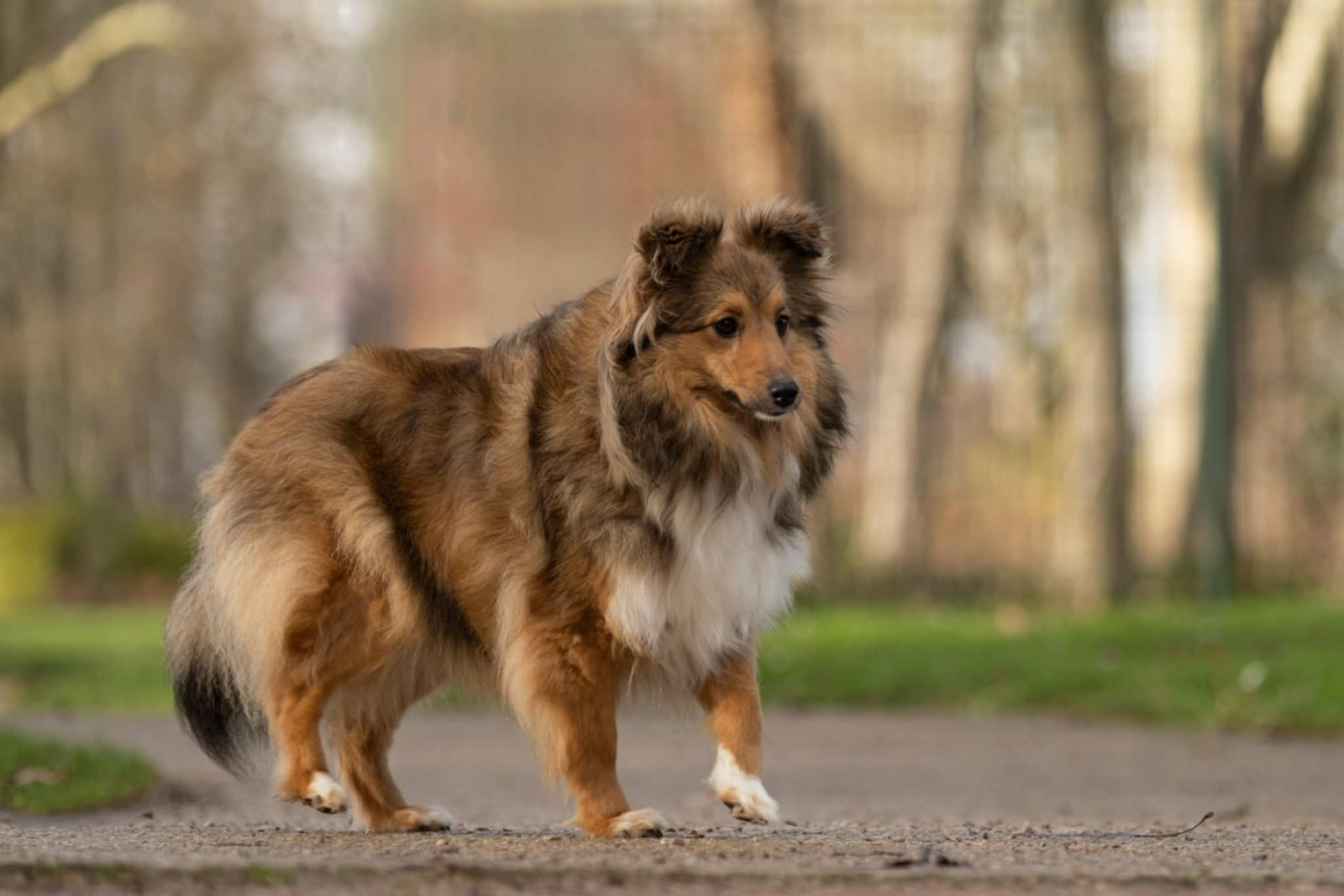 Valkyrie apocalypse du Fief Des Petits Crunchis