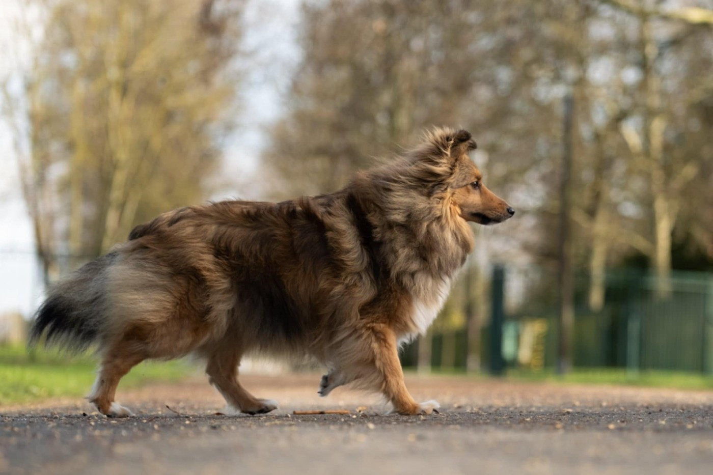 Valkyrie apocalypse du Fief Des Petits Crunchis