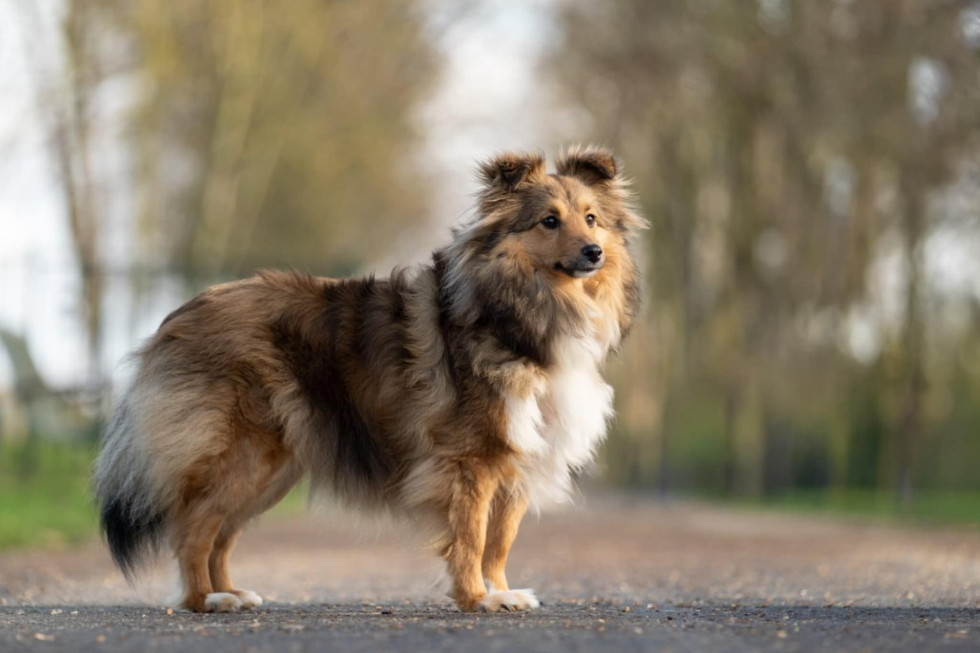 Valkyrie apocalypse du Fief Des Petits Crunchis