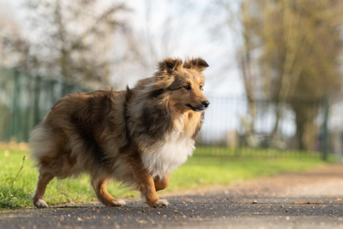 Valkyrie apocalypse du Fief Des Petits Crunchis