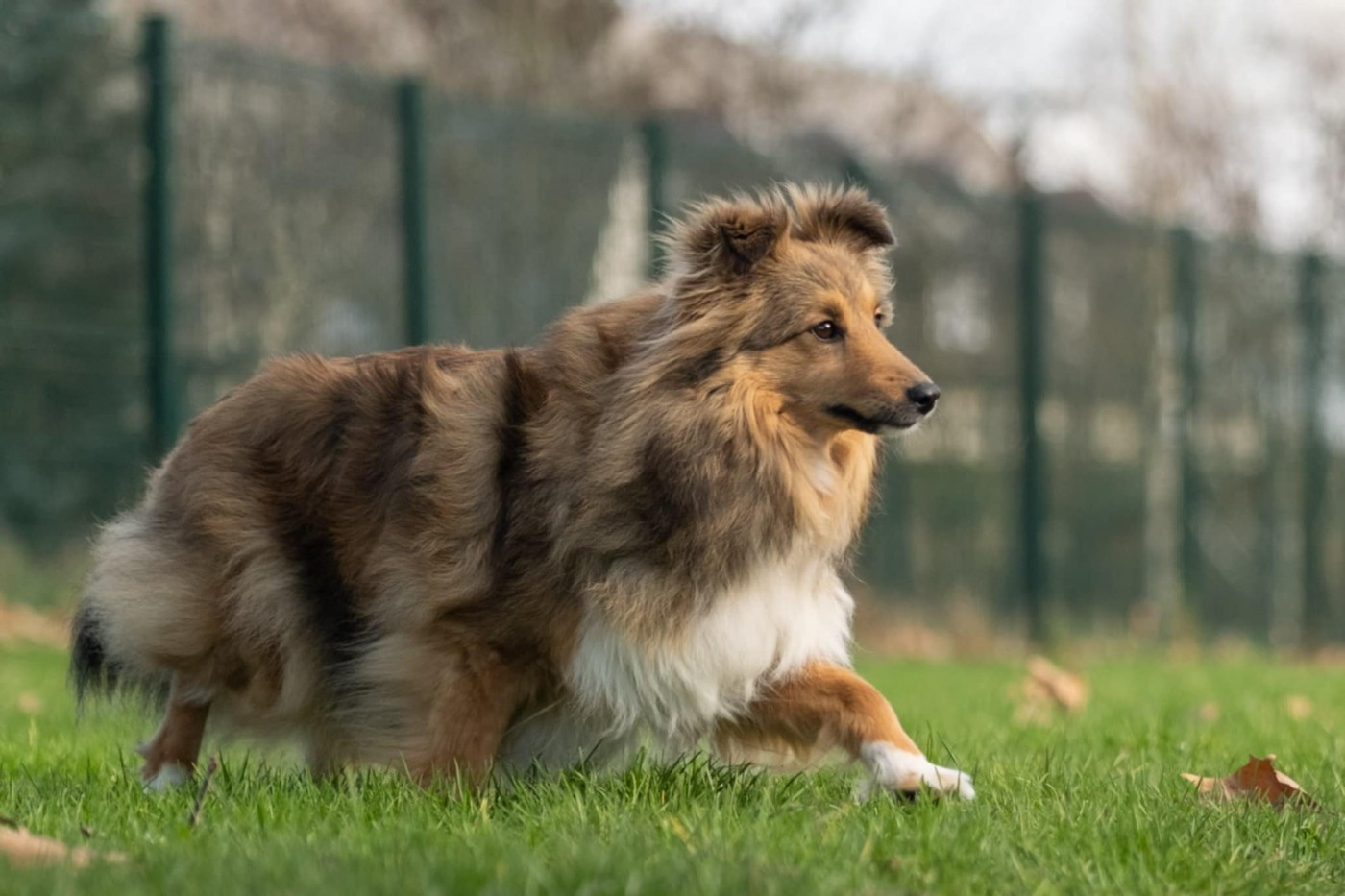 Valkyrie apocalypse du Fief Des Petits Crunchis