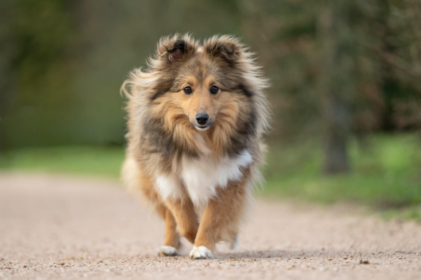 Valkyrie apocalypse du Fief Des Petits Crunchis