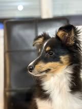 Aslan the black lion du Fief Des Petits Crunchis