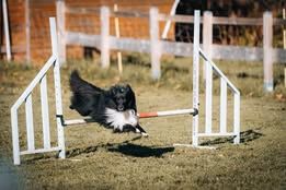 Vvillow dark moon du Fief Des Petits Crunchis