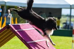 Super eager du Fief Des Petits Crunchis