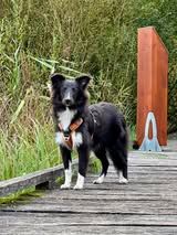 Aerly black panther du Fief Des Petits Crunchis