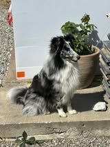 Viper blue du Fief Des Petits Crunchis