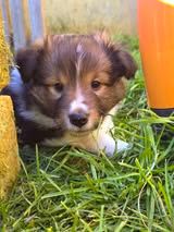 Abracadabra magia du Fief Des Petits Crunchis