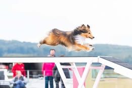 Sirius black du Fief Des Petits Crunchis