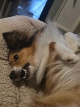 Veni vidi amavi du Fief Des Petits Crunchis