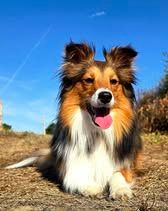 Veni vidi amavi du Fief Des Petits Crunchis