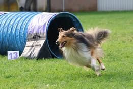 Univers tayko du Fief Des Petits Crunchis