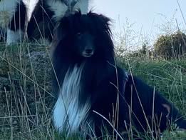 Vvillow dark moon du Fief Des Petits Crunchis