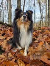 Un deux trois soleil du Fief Des Petits Crunchis