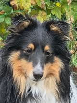 Un deux trois soleil du Fief Des Petits Crunchis