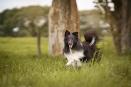 Super eager du Fief Des Petits Crunchis