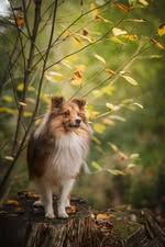 Taz-mania el diablo du Fief Des Petits Crunchis