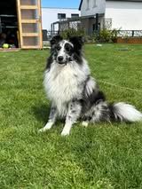 Viper blue du Fief Des Petits Crunchis