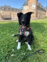 Aerly black panther du Fief Des Petits Crunchis