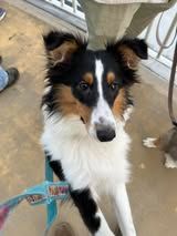 Abby du Fief Des Petits Crunchis