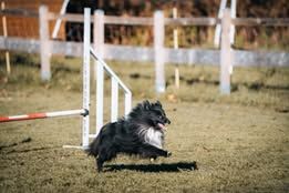 Vvillow dark moon du Fief Des Petits Crunchis