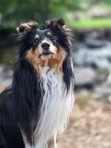 Un deux trois soleil du Fief Des Petits Crunchis