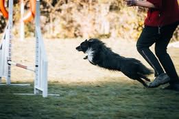 Vvillow dark moon du Fief Des Petits Crunchis