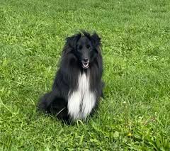 Vvillow dark moon du Fief Des Petits Crunchis