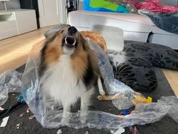 Pepsi du Fief Des Petits Crunchis