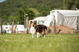 Pepsi du Fief Des Petits Crunchis