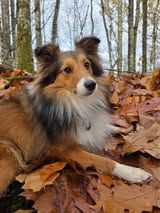 Veni vidi amavi du Fief Des Petits Crunchis