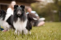 Super eager du Fief Des Petits Crunchis