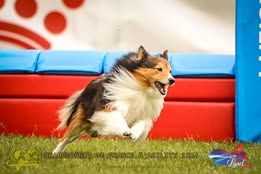 Pepsi du Fief Des Petits Crunchis