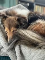 Psy k'ose d'athis du Fief Des Petits Crunchis