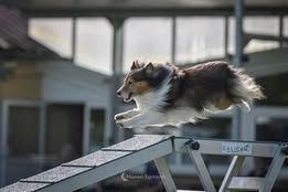 Pepsi du Fief Des Petits Crunchis