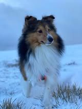 Pepsi du Fief Des Petits Crunchis