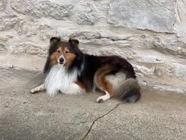 Pepsi du Fief Des Petits Crunchis