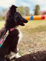 Aerly black panther du Fief Des Petits Crunchis