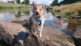 Pepsi du Fief Des Petits Crunchis