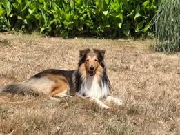 Univers tayko du Fief Des Petits Crunchis