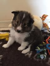 Pepsi du Fief Des Petits Crunchis